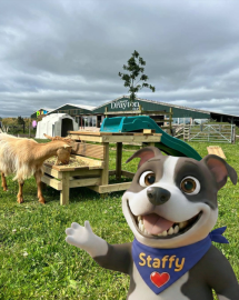 Staffy at Lower Drayton Farm