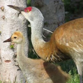 Crane Festival