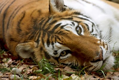 Black Pine Animal Sanctuary