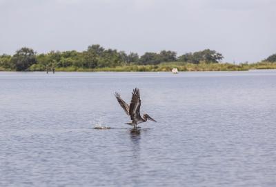 Total Cajun Experience - Pelican