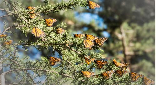 896_butterflies.jpg