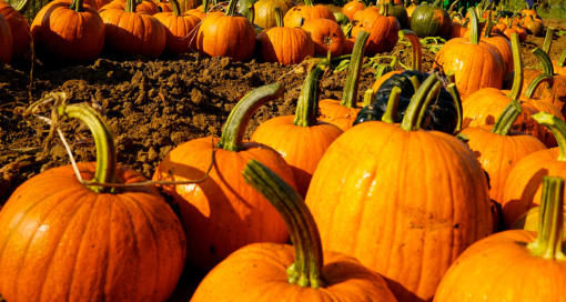 Pumpkins lying in a field