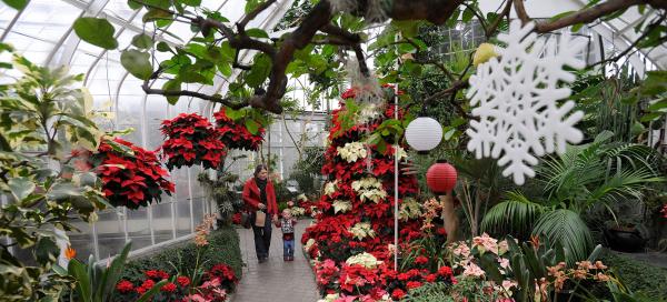 brilliance winter flower show