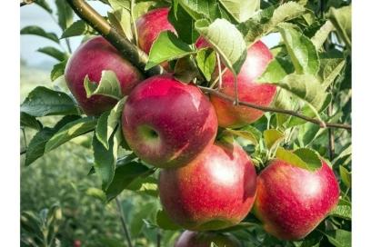 Old Fashioned Apple Festival