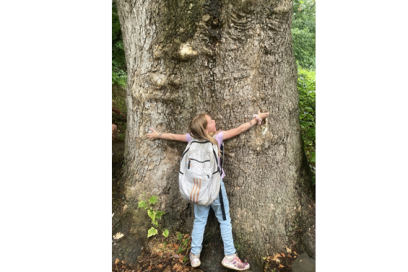 Kids Discover: Our Ancient Sycamore Tree