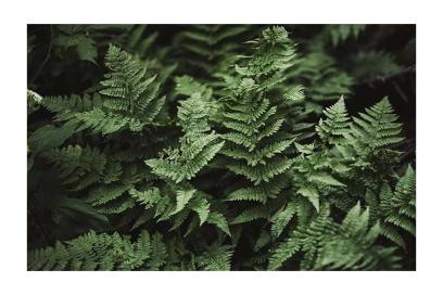 Home Gardening Series: In Love with Fabulous Ferns