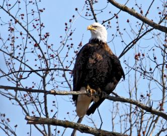 Kids Discover: Bald Eagles