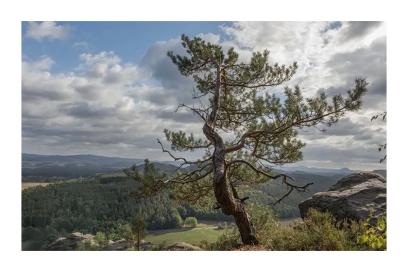 Trees, Plants, and Landscapes Photography Workshop