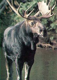 Moose