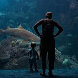 The Florida Aquarium shark
