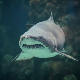 The Florida Aquarium shark