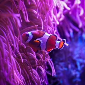 The Florida Aquarium clownfish in a sea anemone