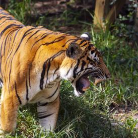ZooTampa Malayan Tiger