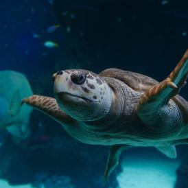The Florida Aquarium loggerhead sea turtle