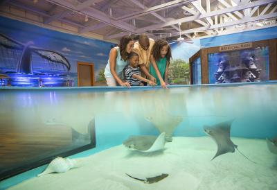Family Friendly Activities Marine Science Center Blog