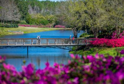 azaleas with people crossing a bridge over water in the background