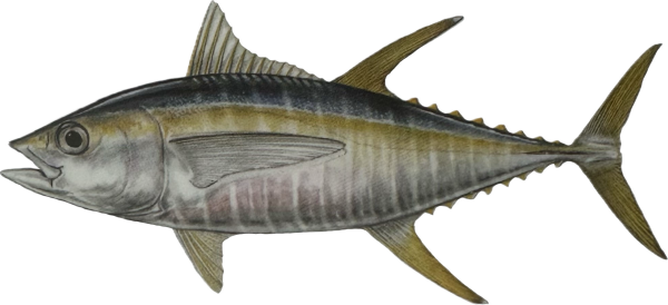 Tuna