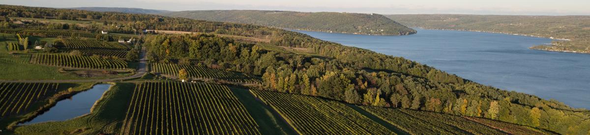 Vineyards on Keuka Lake