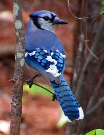 Bird- Blue Bird