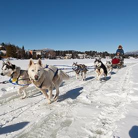 Mike Arnold Dog Sled Rides | Lake Placid, NY 12946
