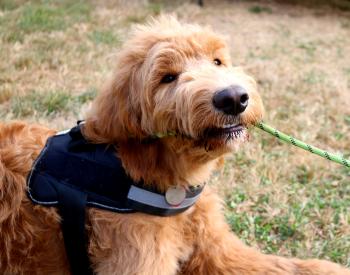 Goldendoodle dog