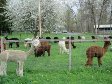 Terrace Mountain alpaca farm