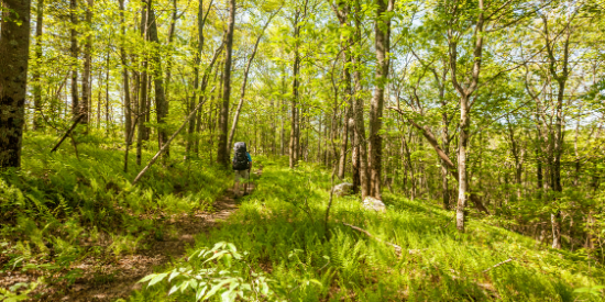 hiking in the woods