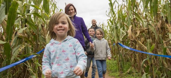 Young children and their parents happily navigate a corn maze