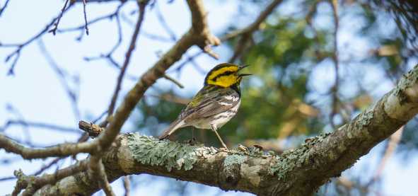 A Golden Cheeked Warbler sings in a tree in San Marcos, Texas