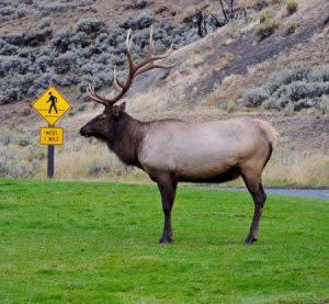 elk by road sign | shutterstock