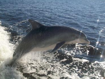 Dolphin jumping in the wake of a King Fisher Fleet boat
