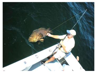 Fishing: Goliath grouper getting reeled in