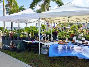 Plants for sale at the Annual 3-day Hibiscus Festival at Gilchrist Park in Punta Gorda, Florida.