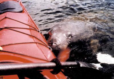 Manatee next to kayak