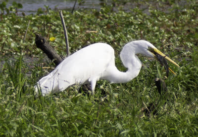 Birding - Egret