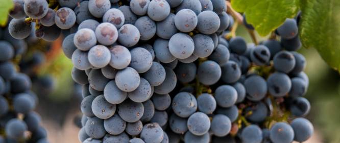 Grape Varieties Of Napa Valley The Most Popular Red And White