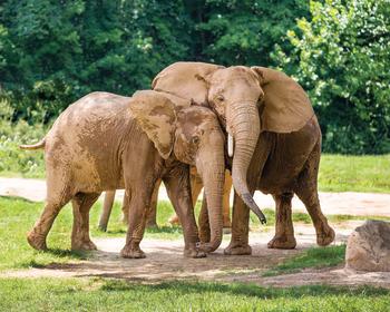 NC Zoo Elephants