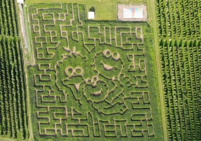 Mt. Airy Orchard corn maze 2025