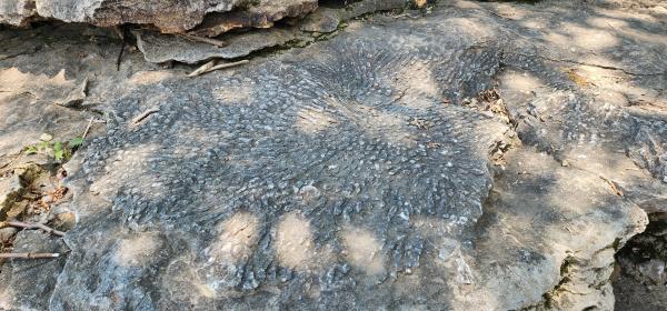 Clayton Blog - Falls of the Ohio Fossils