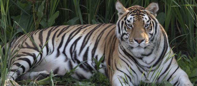 Wild Animal Sanctuary Looks Back On Tiger King Rescues Visit Denver Blog
