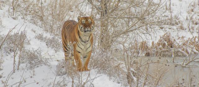 Only In Denver The Wild Animal Sanctuary Visit Denver Blog