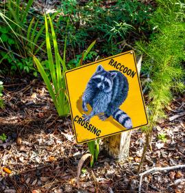 Racoon Crossing Sign at Babcock Ranch Eco-Tours