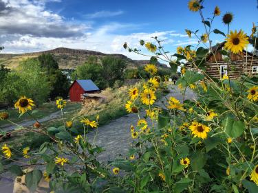 Golden History Park with views of historic buildings, Black-eyed Susans and Clear Creek