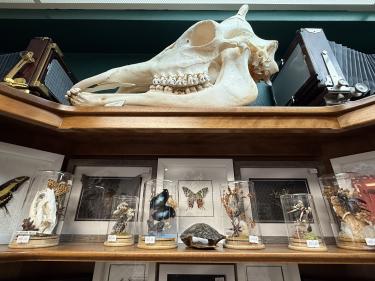 Golden Curiosity Shop