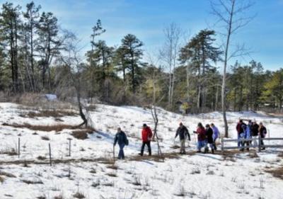 Winter time at the Albany Pine Bush