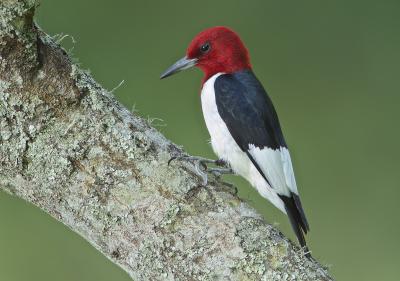 Red-headed woodpecker that can be found in Beaumont