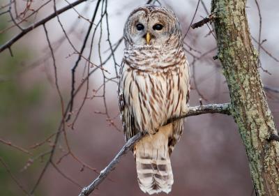 Sharp’s Ridge Veterans Memorial Park Owl