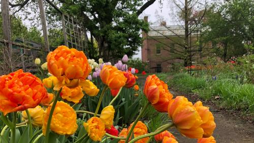 Ten Broeck Mansion gardens