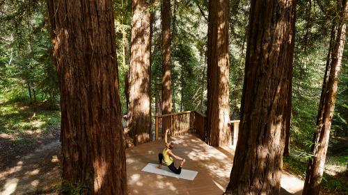 Yoga in the Redwoods at Canyon Ranch Woodside