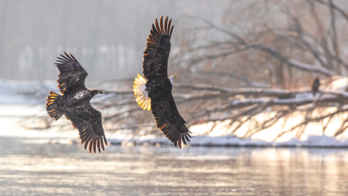 Wisconsin River Eagles